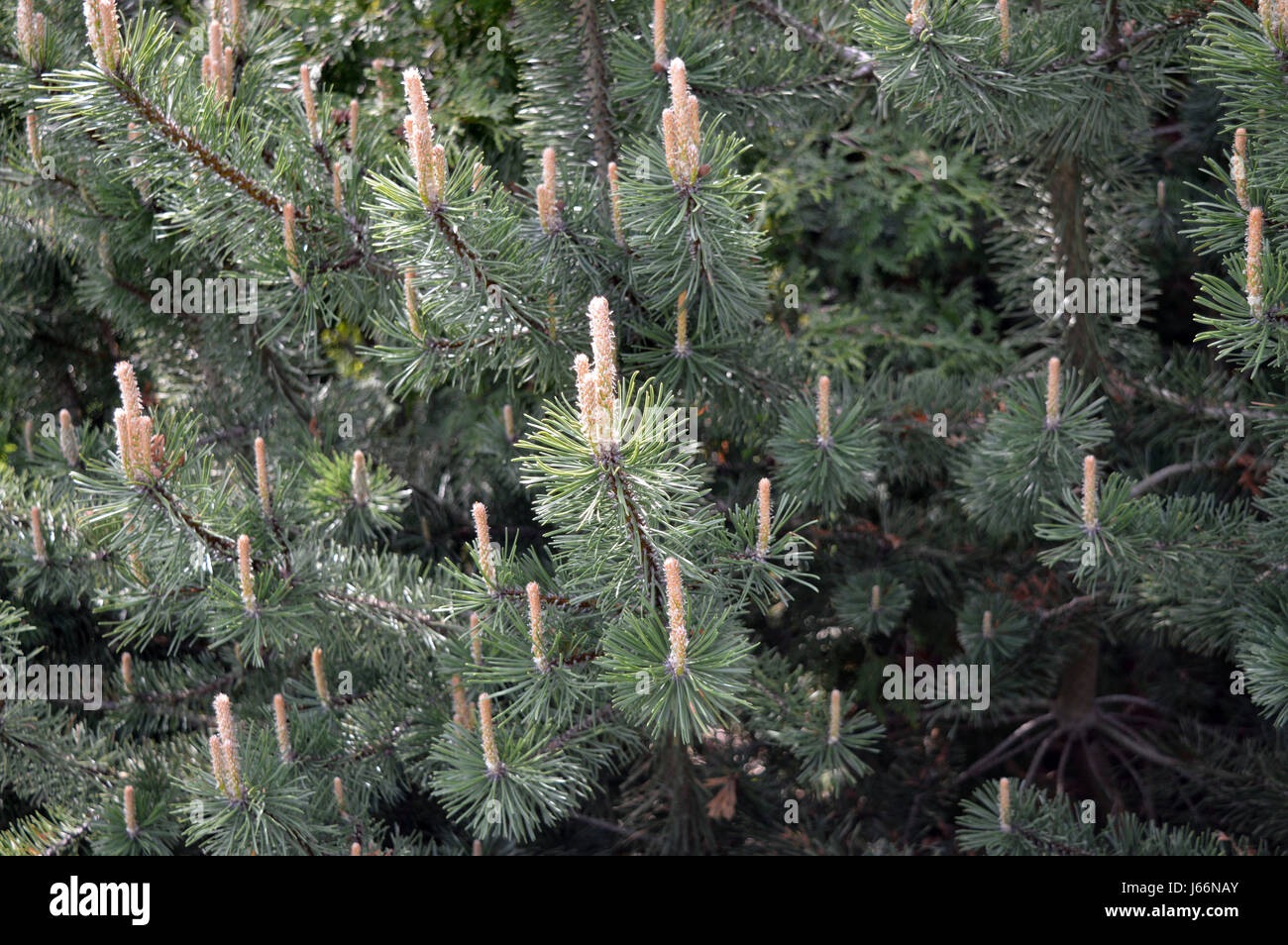 La croissance de l'arbre de pin grand angle au printemps Banque D'Images