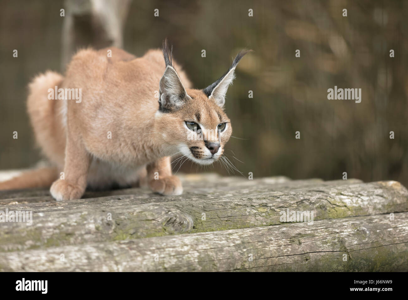 Caracal Big Cat à Big Cat sanctuaire dans le Kent Banque D'Images