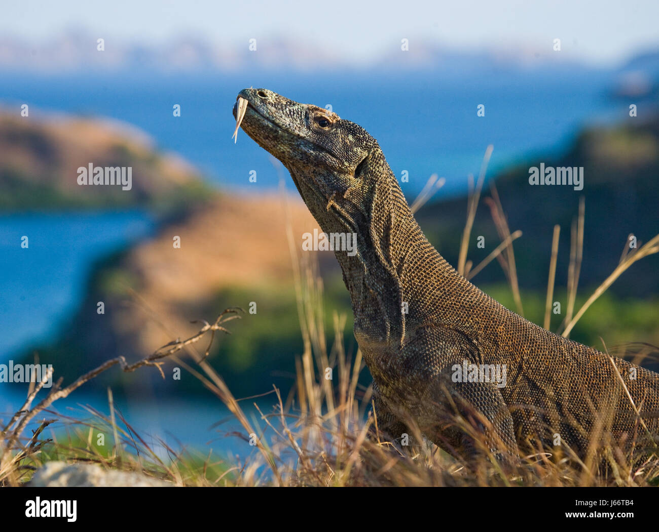 Dragon de Komodo assis sur le sol contre la toile de fond de superbes paysages. Point de vue intéressant. Le point bas de la prise de vue. L'Indonésie. Banque D'Images