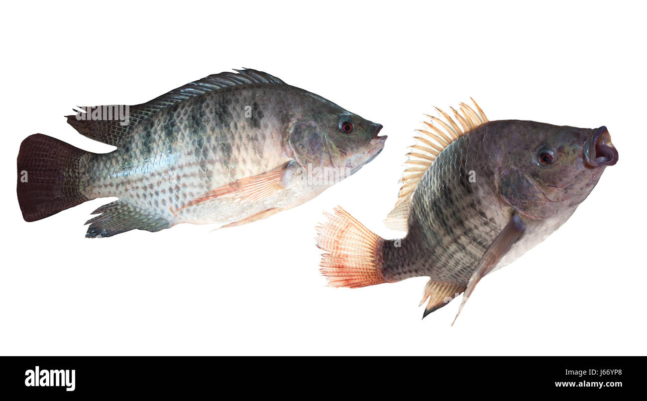 Deux types de poissons du Nil isolé sur fond blanc Banque D'Images