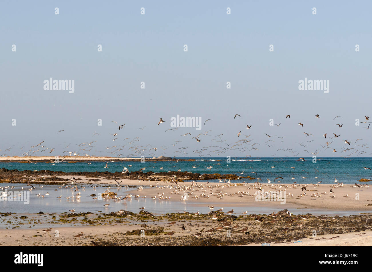 L'île de Masirah, Oman. Banque D'Images