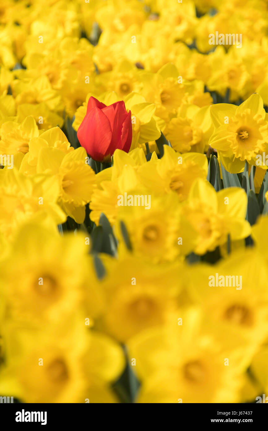Dans un champ de tulipes jonquilles, dans les jardins de Keukenhof, Lisse, Pays-Bas Banque D'Images