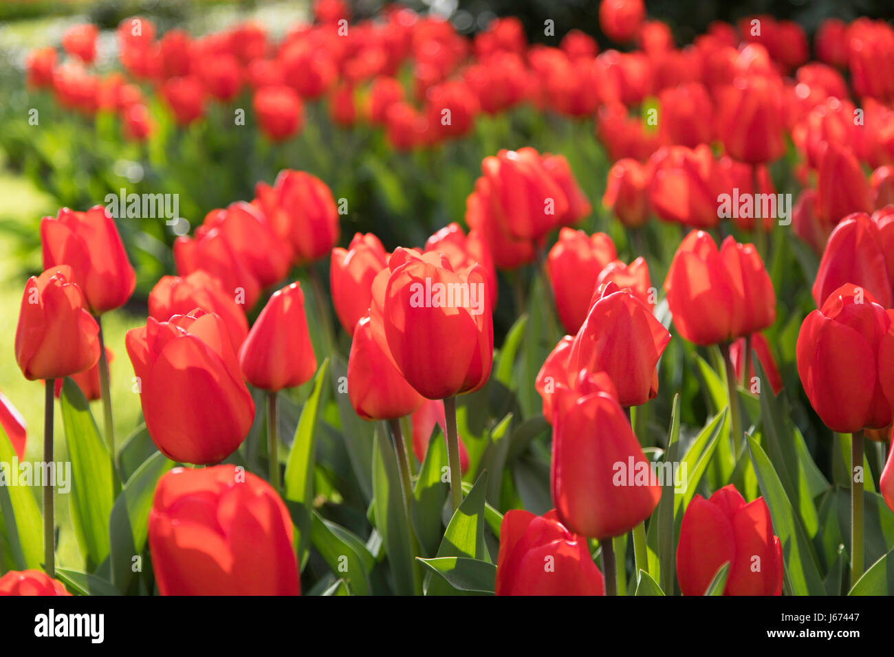 Les tulipes dans les jardins de Keukenhof, Lisse, Pays-Bas Banque D'Images