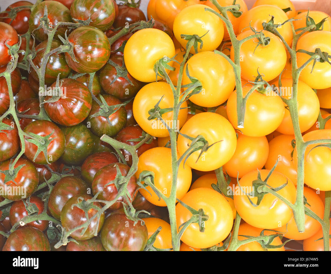 Lever du soleil d'or et noir Tomates Cerise (Solanum lycopersicum). Banque D'Images