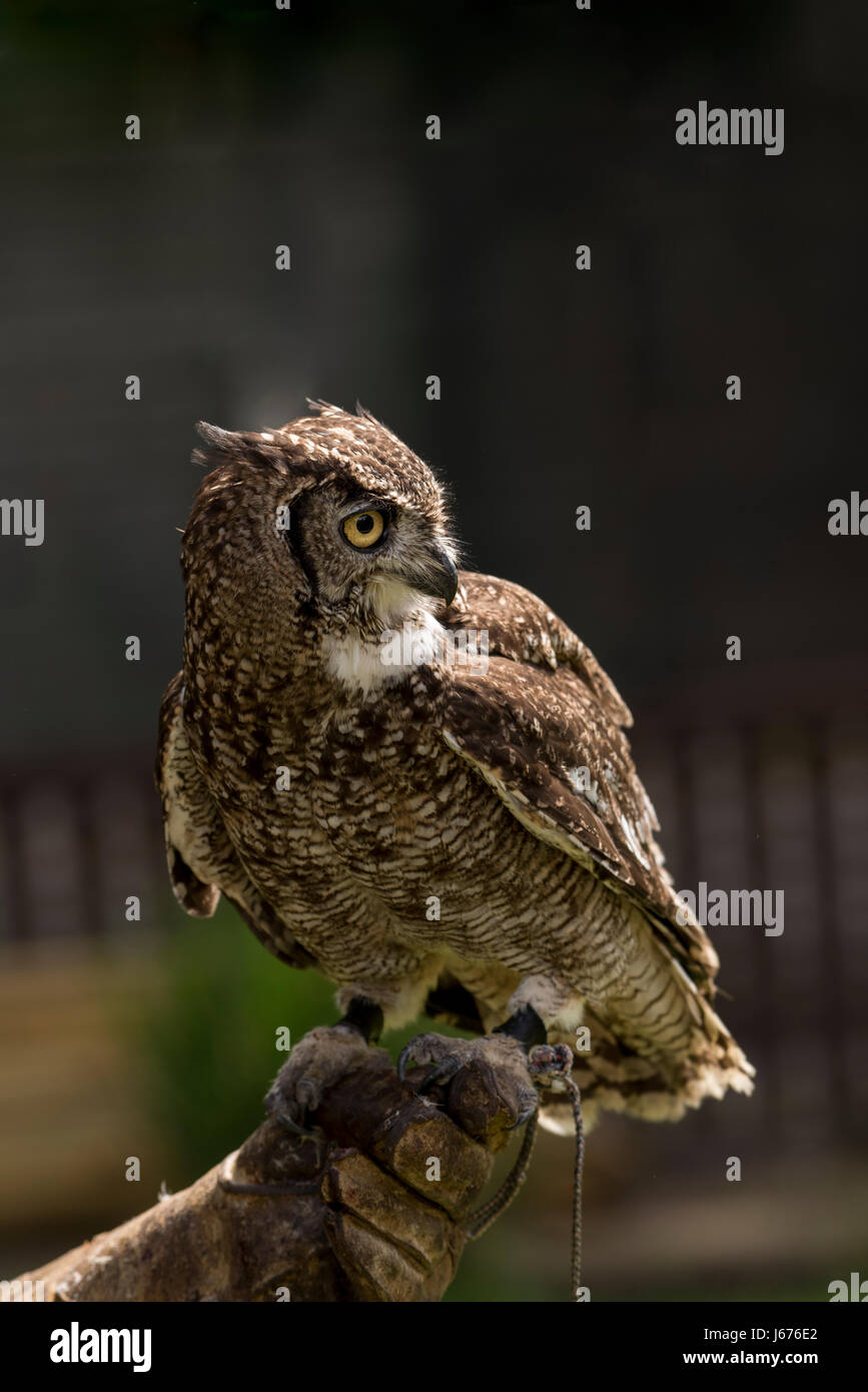 Avec la tête tournée vers la droite les téléspectateurs africains ce Spotted Eagle Owl est perché sur une main gantée Banque D'Images