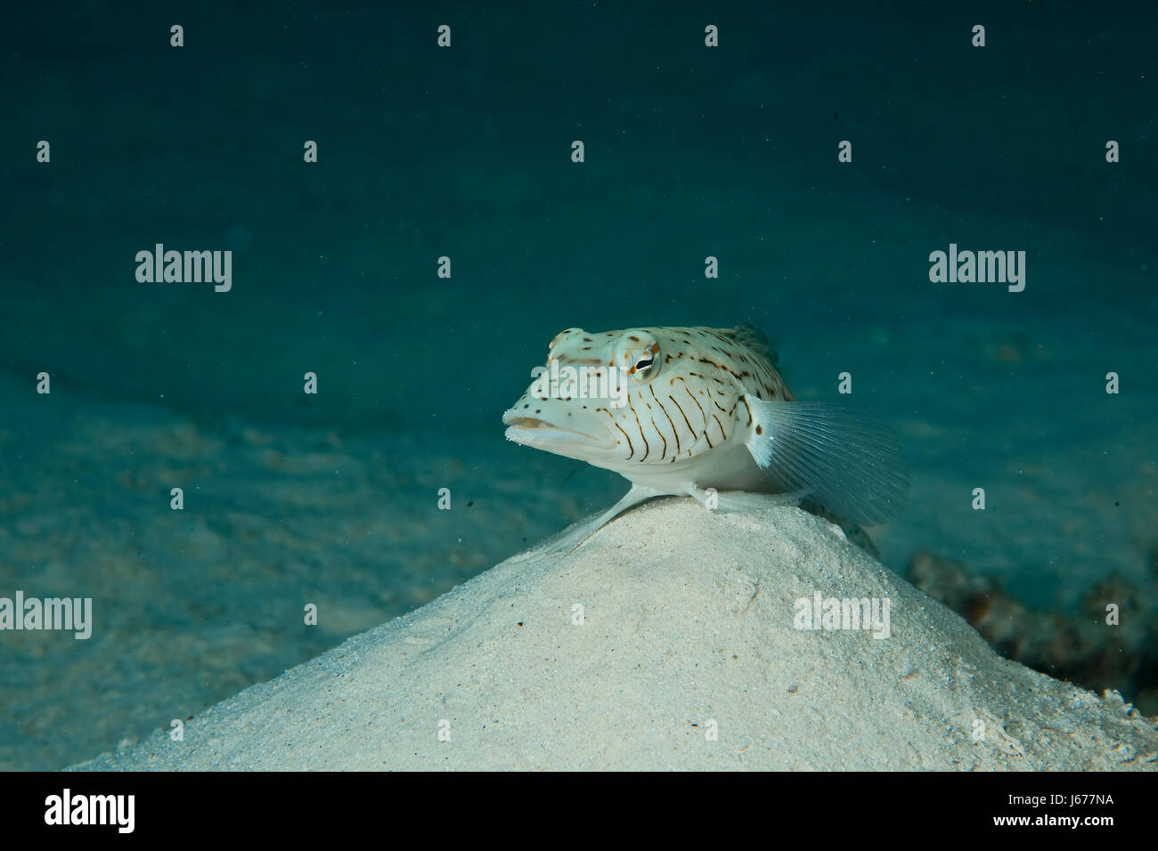 Des animaux tropicaux sous l'eau bleue de l'eau sel de mer océan eau nature bleu Banque D'Images