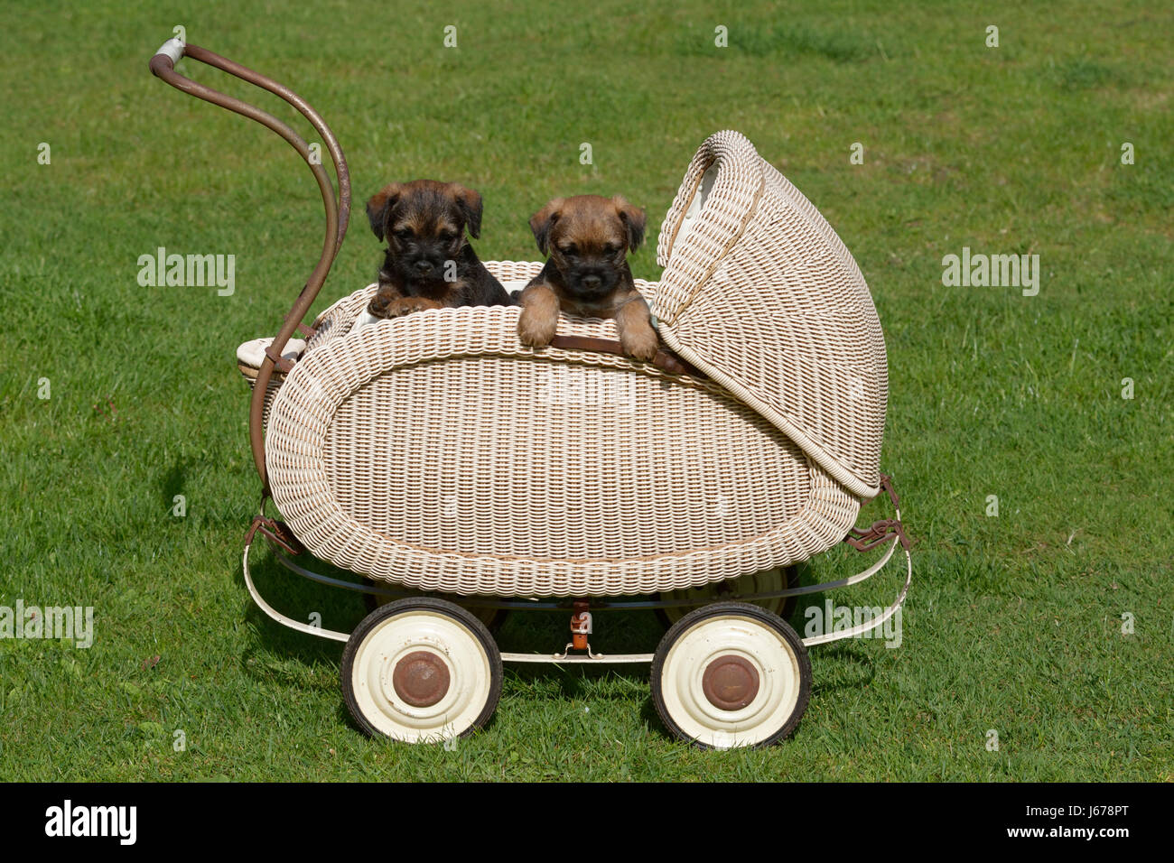 Border Terrier Puppis dans un landau de poupées Banque D'Images