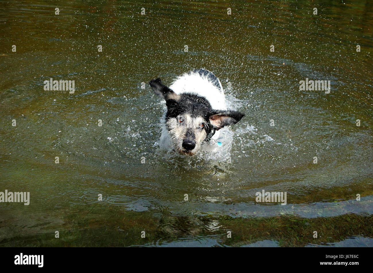 Animal,Animaux,Animaux,chiens,chiens,German sheperd,German sheperd,chien terrier,bâtard Banque D'Images