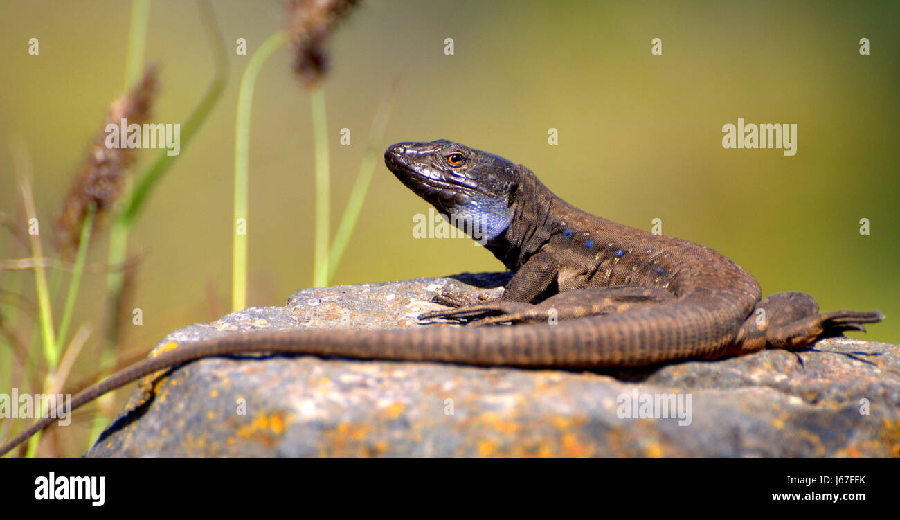 ,Reptile saurien, Espagne, canaries,reptiles,467,echsen,palma,kanarenechse Banque D'Images