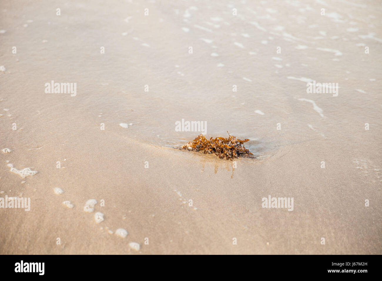 Les algues pris dans une vague de la marée montante Banque D'Images