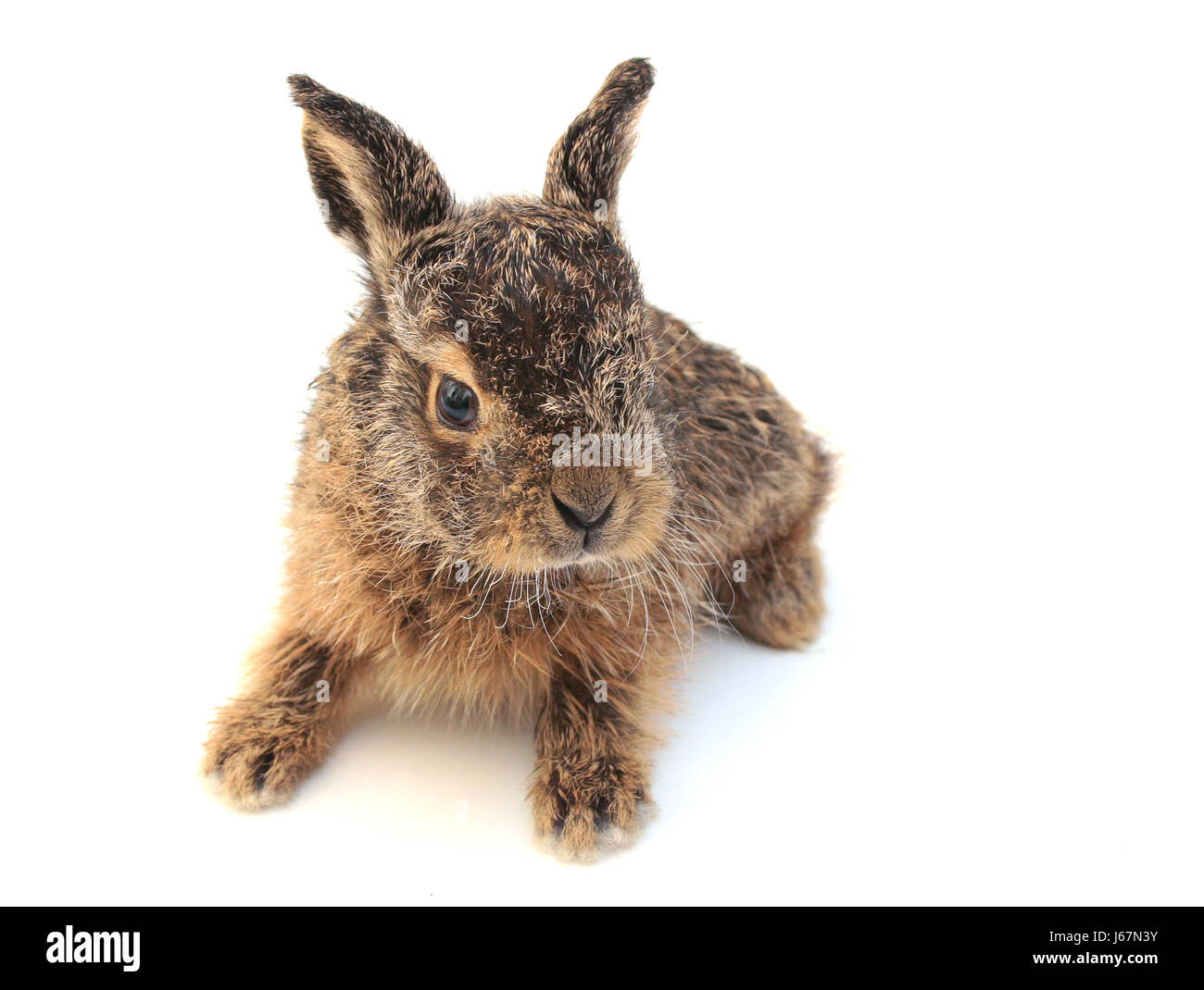 Lièvre lapin vacances vacances vacances enfant brun brun brunette Banque D'Images