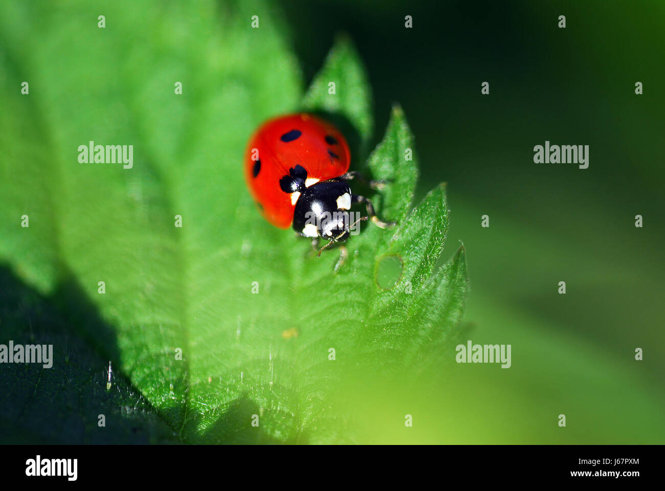 Jetblack basané noir insecte noir profond rouge tachetée coccinelle insecte plante Banque D'Images