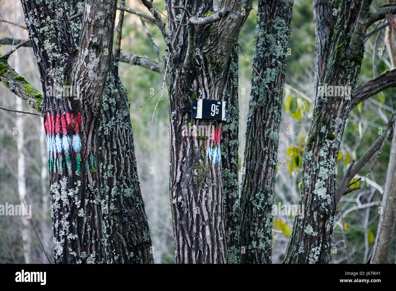 Bois d'hiver arbre bleu brunâtre brun brunette trunk triste confusion direction mess Banque D'Images