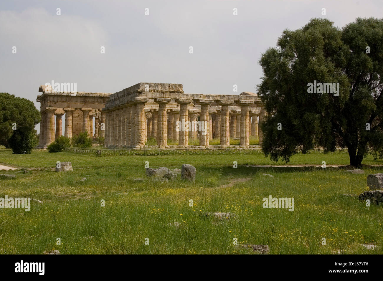Temple romain grec italie temple tree ruines grecques acacia calcaire romain olive Banque D'Images