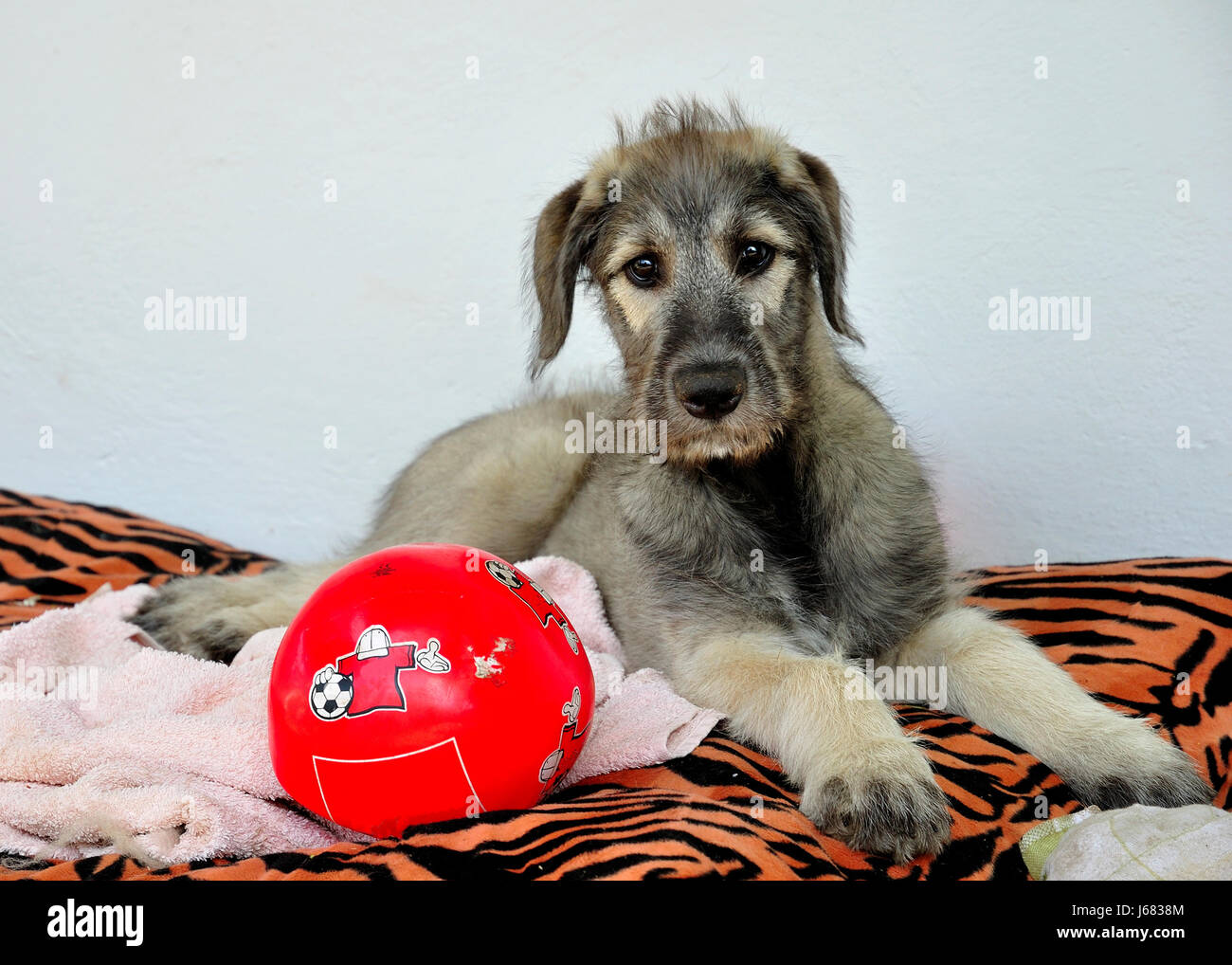 Chien,chiens,chiot Wolfhound,chiots,petits,,pupies,irlandais,wolfhound,wolshound Banque D'Images