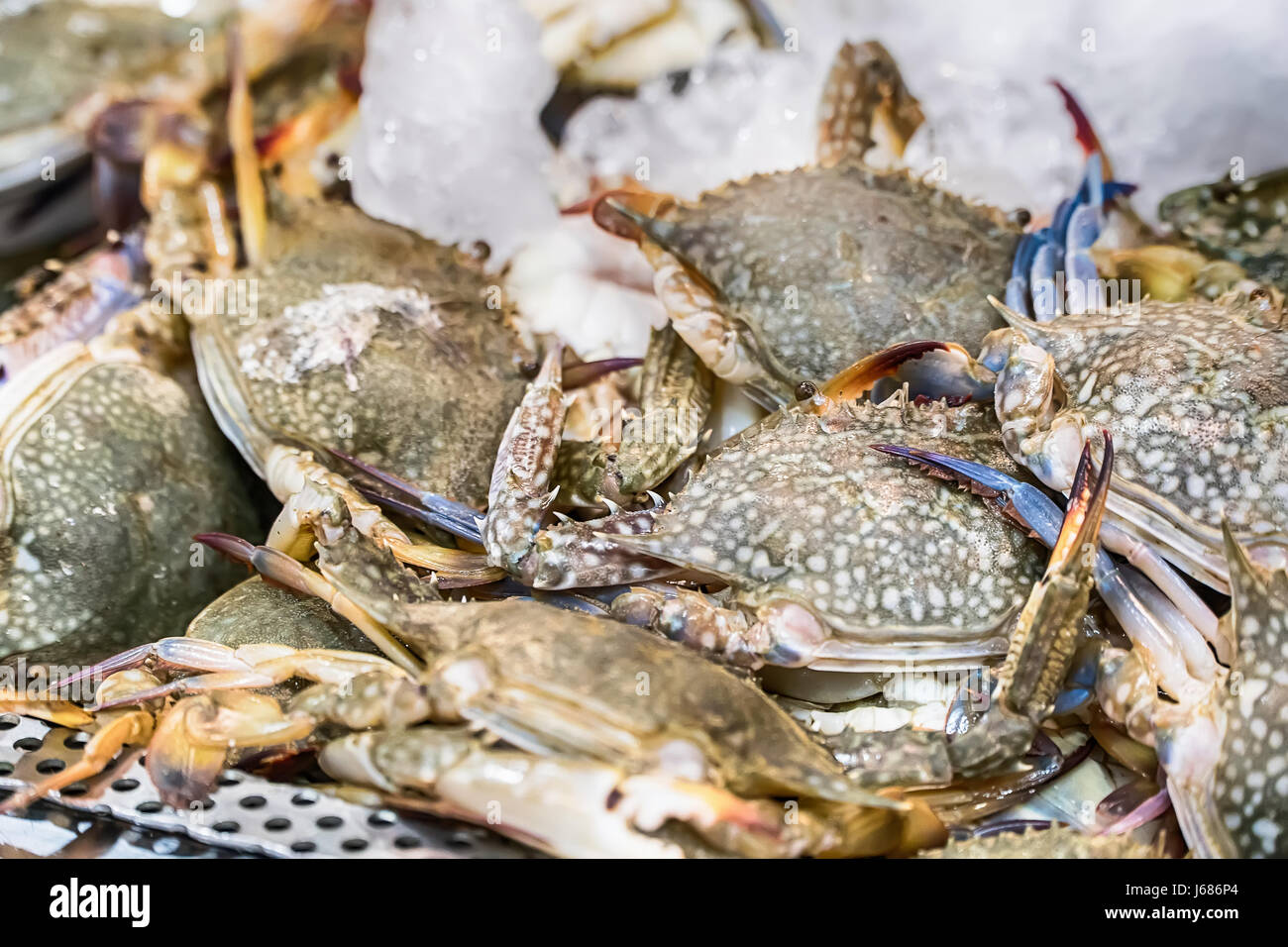 Matières premières fraîches Fleur de Mer (crabe Portunus pelagicus) affichage de qualité supérieure pour la vente au marché de fruits de mer Banque D'Images