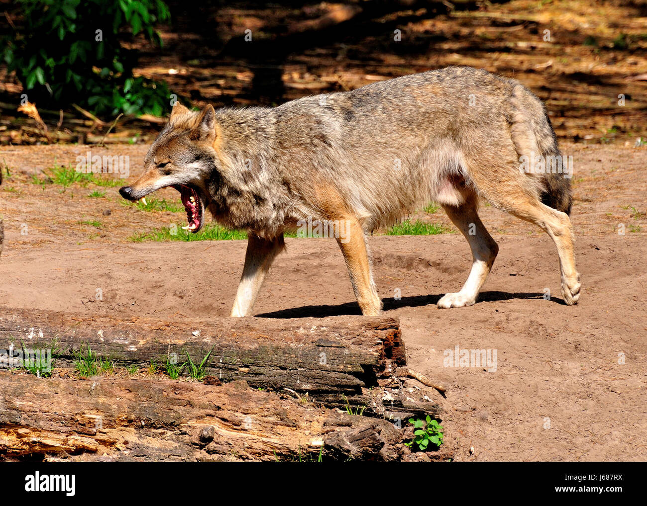 Les loups Wildlife Wildlife park bâillement le bâillement canide caniden wolfsgehege Banque D'Images