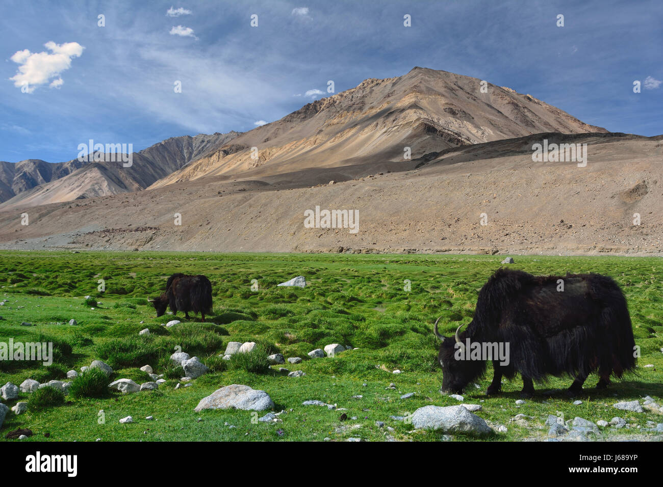 L'énorme tibétain peluche noir yaks paissent dans les pâturages de haute montagne parmi les hautes collines, le nord de l'Inde. Banque D'Images