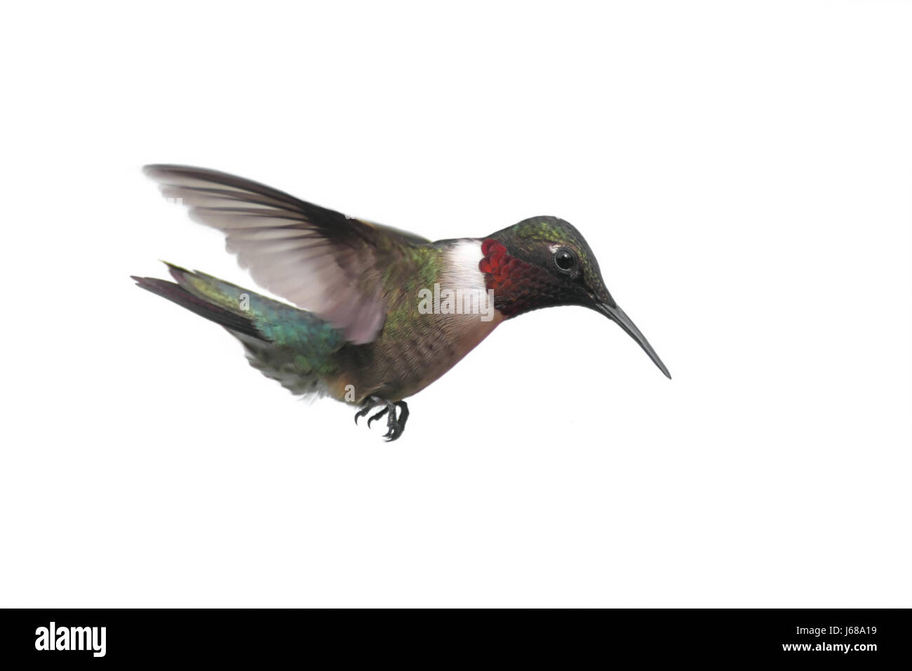 Les oiseaux sauvages oiseaux isolés hummingbird blanc nature faune animaux oiseaux isolés Banque D'Images