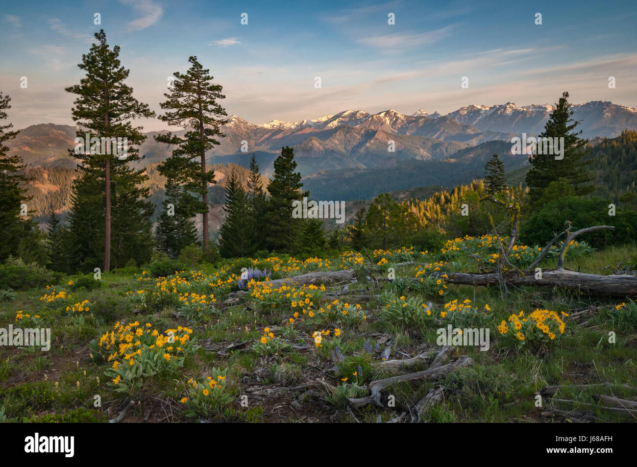 Et lupin à feuilles deltoïdes, avec Stuart Gamme montagnes en arrière-plan ; Tronsen Ridge Trail au-dessus Blewett Pass, des cascades, Washington, USA. Banque D'Images