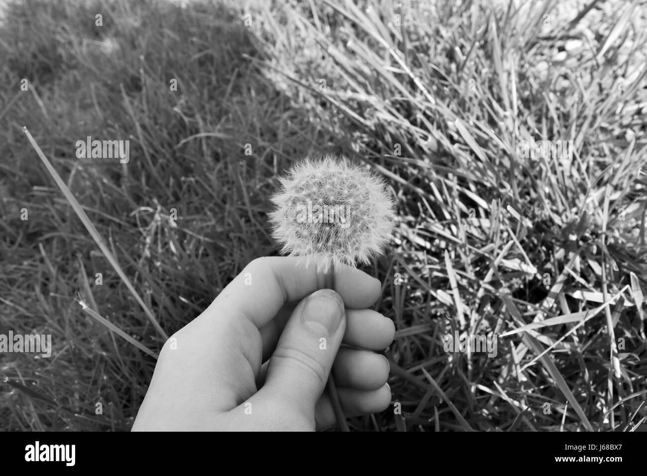 Cueillette à la main de pissenlit blanc Puffball en noir et blanc Banque D'Images