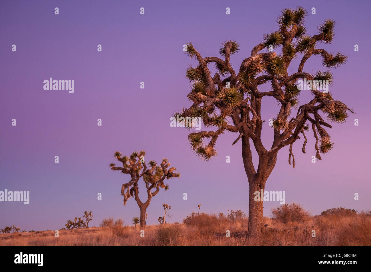 Joshua trees au crépuscule ; Parc National de Joshua Tree, en Californie. Banque D'Images