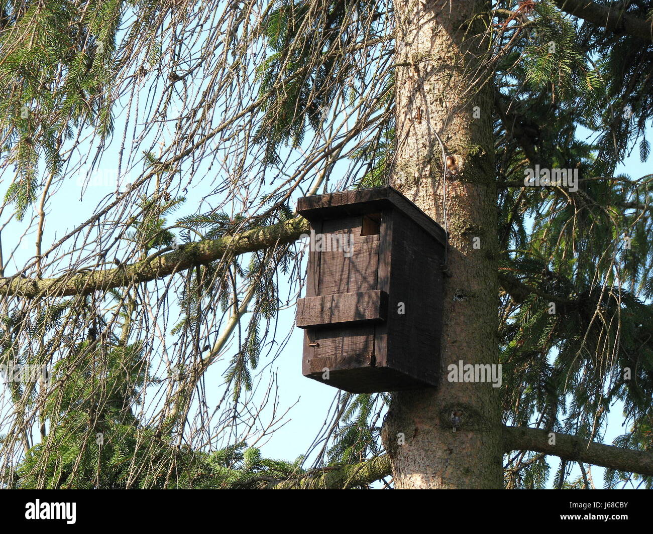 Nichoir dans un arbre Banque D'Images