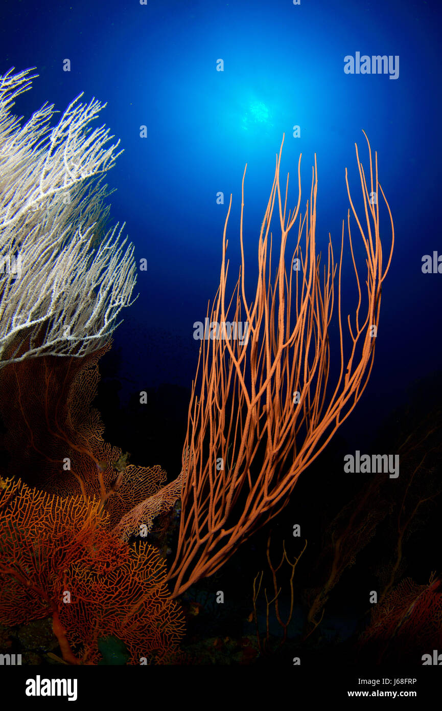 Contre-plongée reef brillent lumière brille la lumière lucent ensoleillée lumineux sereine Banque D'Images