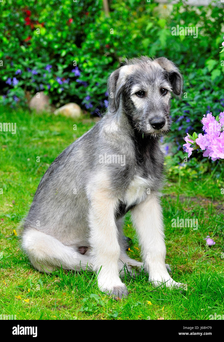 Chien,chiens,chiot Wolfhound,chiots,petits,,pupies,irlandais,wolfhound,wolfshound Banque D'Images