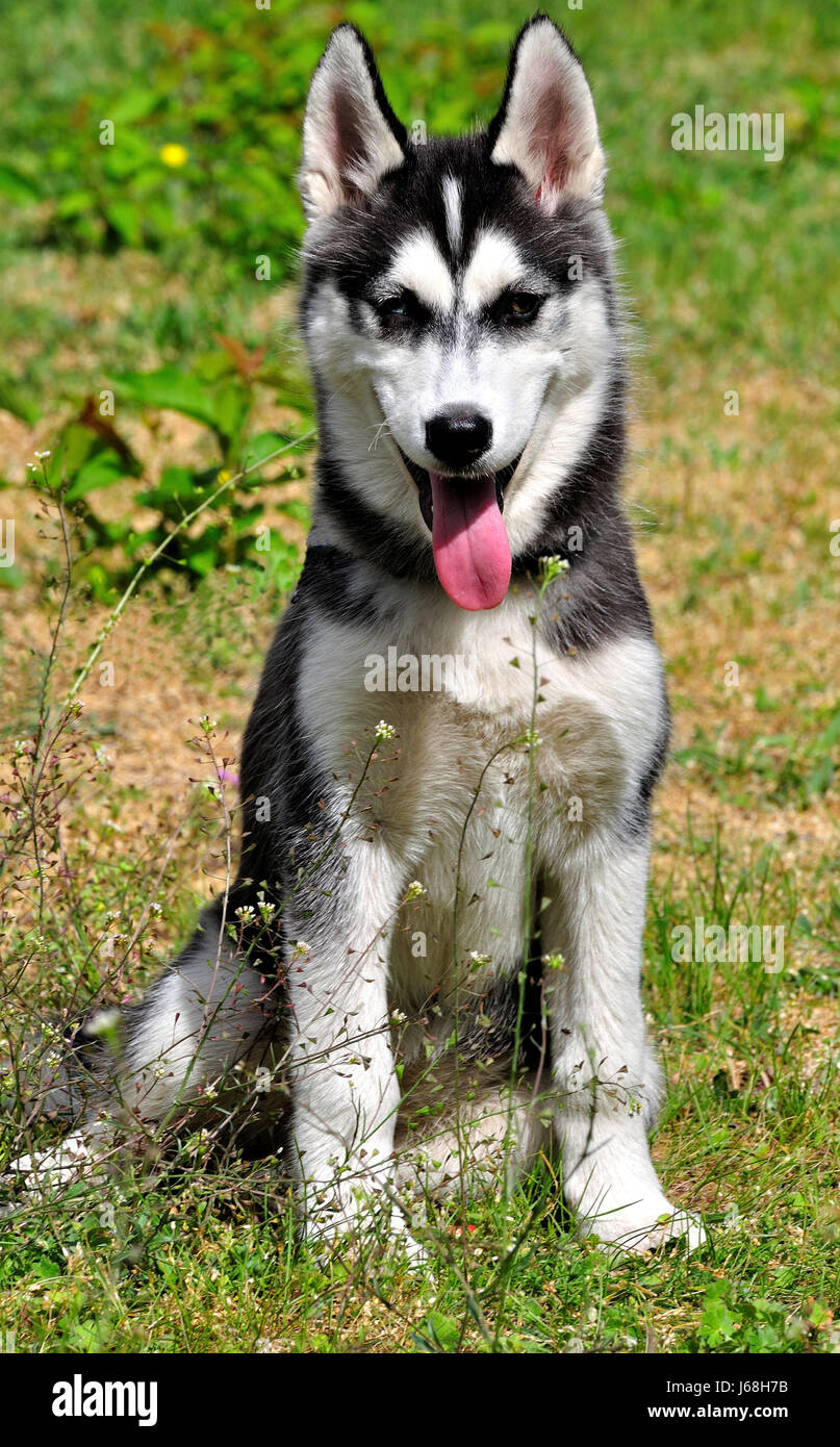 14 semaines chiot Husky Banque D'Images