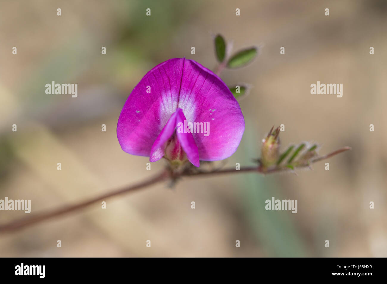 La vesce de printemps (Vicia lathyroides) flower Banque D'Images