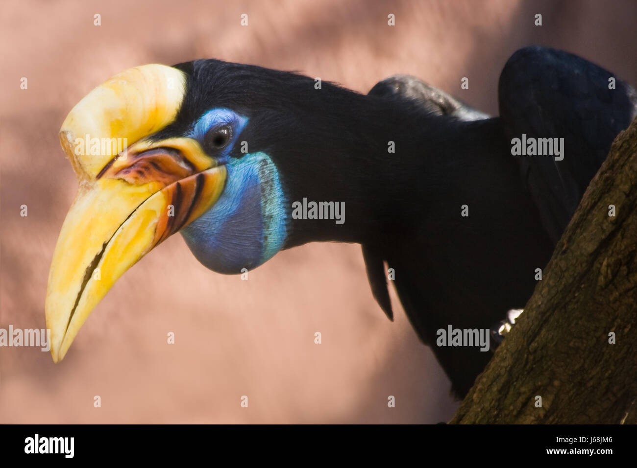 Les animaux de la faune animaux oiseaux oiseaux tropicaux gros gros énorme puissante extrême Banque D'Images