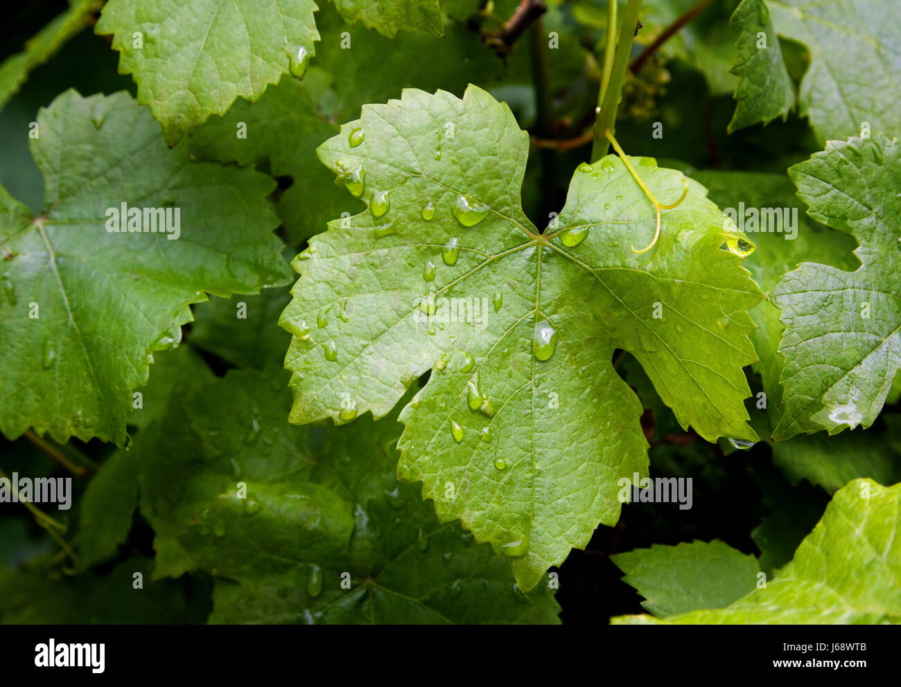 Feuille Feuilles De Vigne Feuilles De Vigne Vigne Raisin Vrilles De Vigne Vigne Chute Du Feuillage Photo Stock Alamy