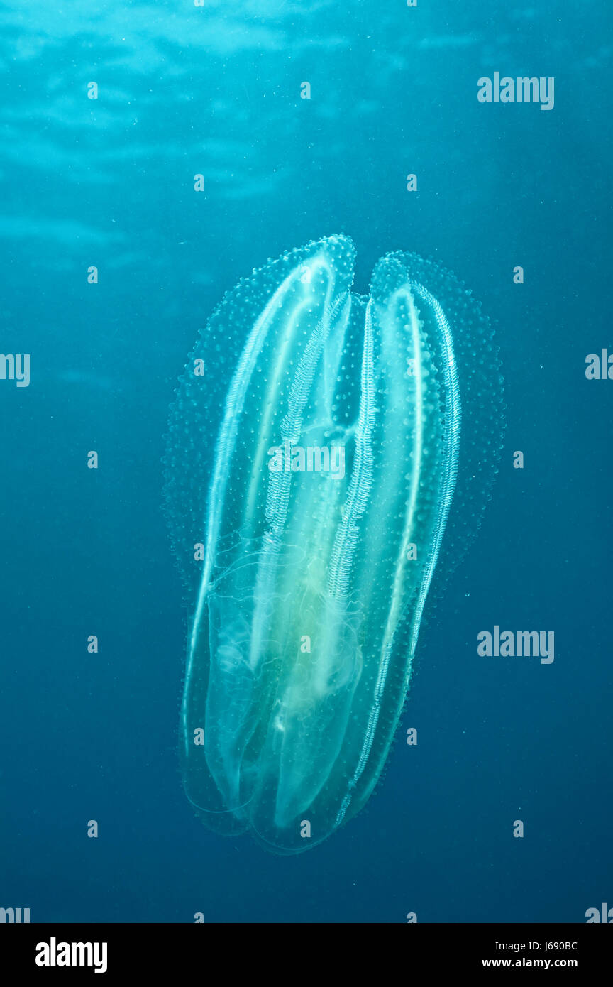 Le plancton de l'eau salée de la méditerranée de l'eau mer océan ctenophora cténophore Banque D'Images