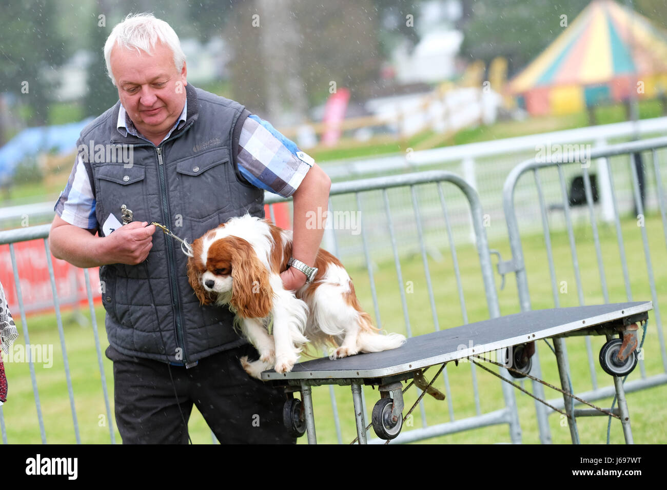 Royal Welsh Festival du printemps, Builth Wells, Powys, Wales - Mai 2017 - Une forte pluie douche pose des problèmes pour le chien salon exposants - ici la pluie descend sur le Cavalier King Charles Spaniel la section de l'exposition. Photo Steven Mai / Alamy Live News Banque D'Images