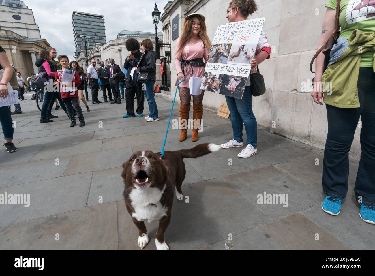 Londres, Royaume-Uni. 20 mai 2017. Stand des manifestants à Trafalgar Square à côté d'autres personnes à travers le monde sur la lutte contre la viande de chien la bonté et la Compassion jour appelant à lois dans tout le monde pour protester contre les animaux, surtout les chiens et chats qui sont cruellement tués pour leur fourrure et pour être mangé. Certains occupaient des pancartes avec des images horribles d'être délibérément les chiens torturés dans les marchés de la Chine et de la Corée. La Chine est le plus grand exportateur mondial de vêtements en fourrure, l'approvisionnement de fourrures de chat et chien chien des abattoirs et des tapis de la peau avec la tête toujours attachés sont populaires en Chine, le Crédit : Peter Marshall/Alamy L Banque D'Images