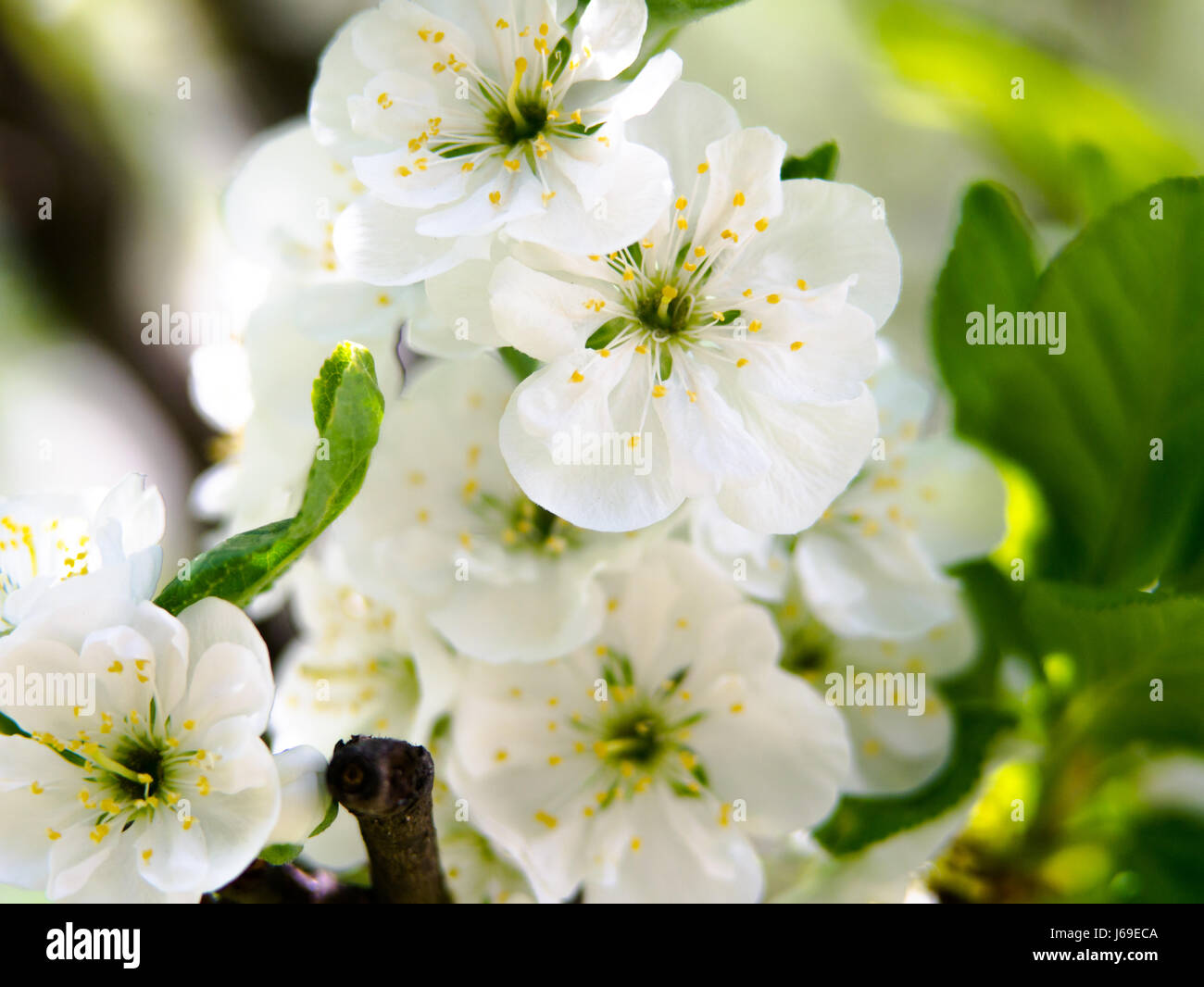 Arrière-plan de saison de printemps avec des fleurs blanches, les fleurs de pâques avec image copy space Banque D'Images