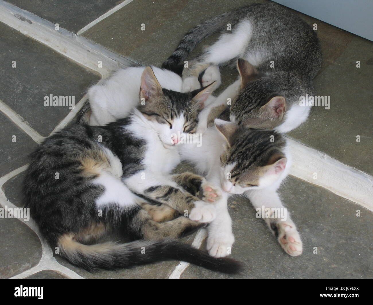 Les chats câlins sommeil doze boîtes faciles reposant vous détendre récupérer Banque D'Images