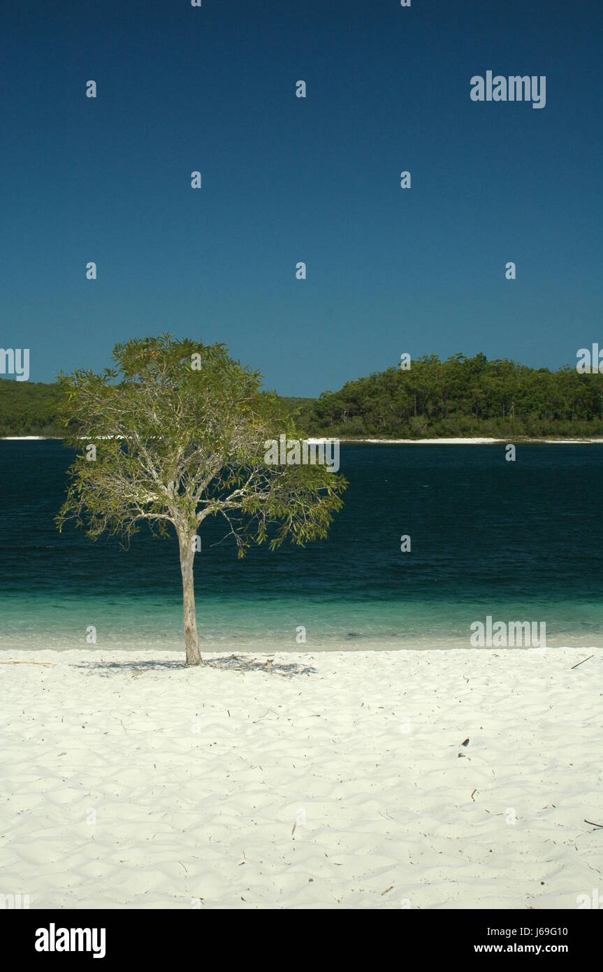 La plage de bord de plage arbre australie mer plage de rêve en bord de plage d'arbres Banque D'Images