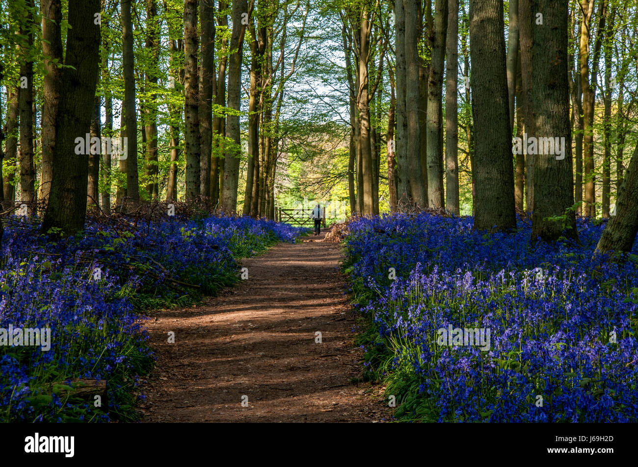 Jacinthes des bois au printemps en hêtre, Ashridge Estate England, UK, Royaume-Uni, Banque D'Images