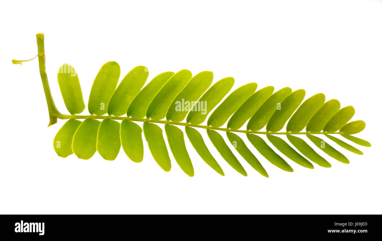 Le tamarin feuilles isolées sur fond blanc. Les feuilles de tamarin Vert feuilles pennées est. Banque D'Images