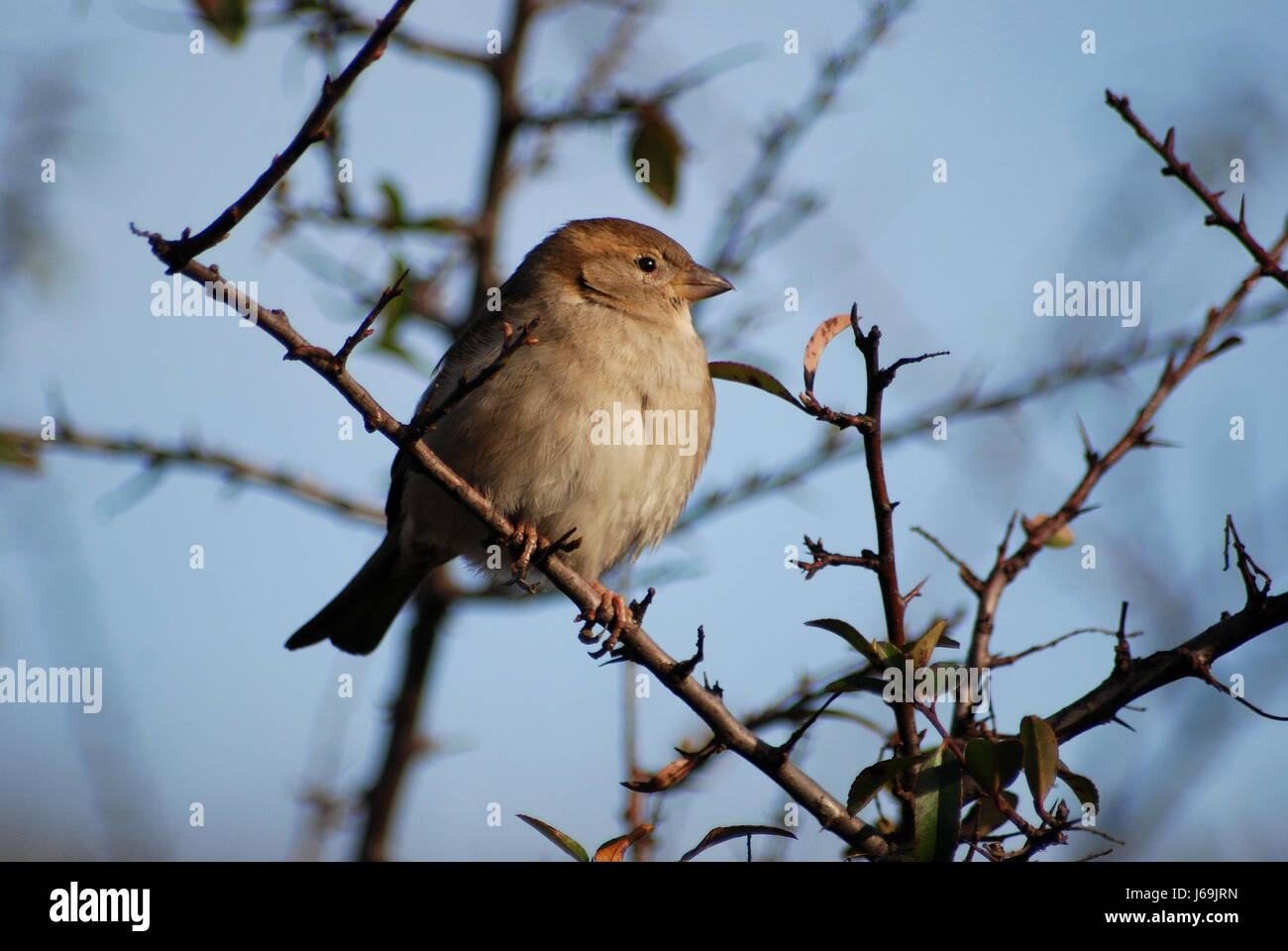 Sparrow Banque D'Images