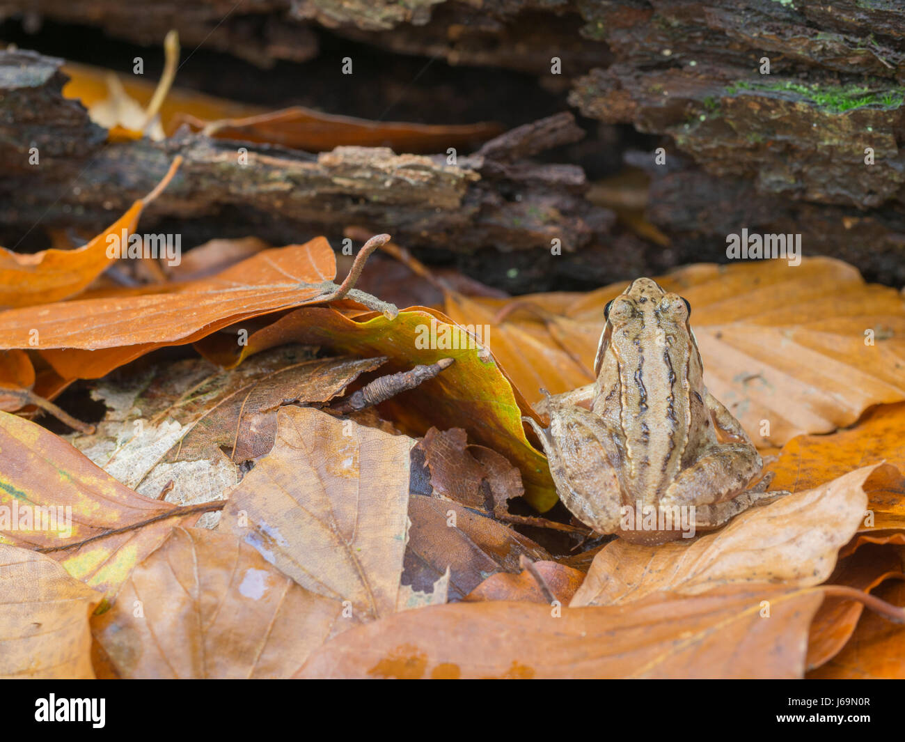 European common Frog, Rana temporaria Banque D'Images