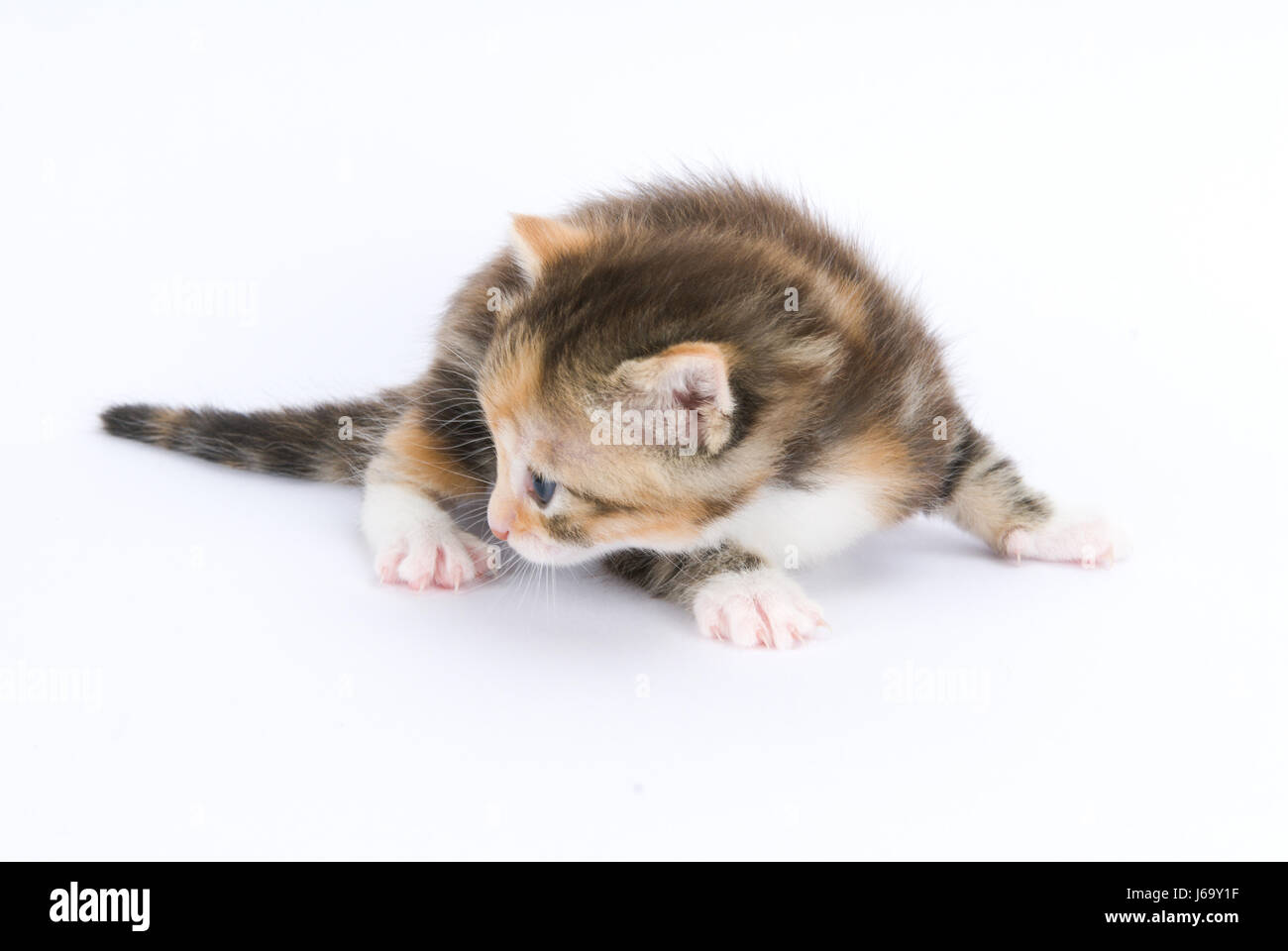 Les pattes de la peau à siffler chaton chatons chats yeux animal cat big cat feline Banque D'Images