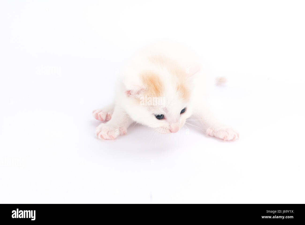 Les pattes de la peau à siffler chaton chatons chats yeux animal cat big cat feline Banque D'Images