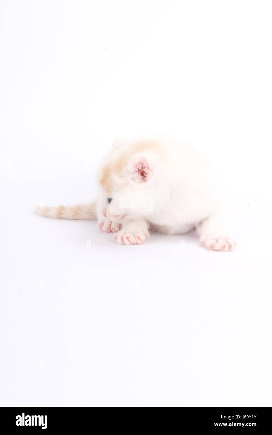 Les pattes de la peau à siffler chaton chatons chats yeux animal cat big cat feline Banque D'Images