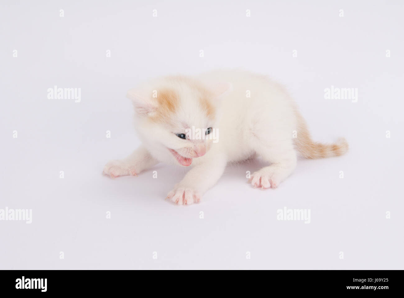 Les pattes de la peau à siffler chaton chatons chats yeux animal cat big cat feline Banque D'Images