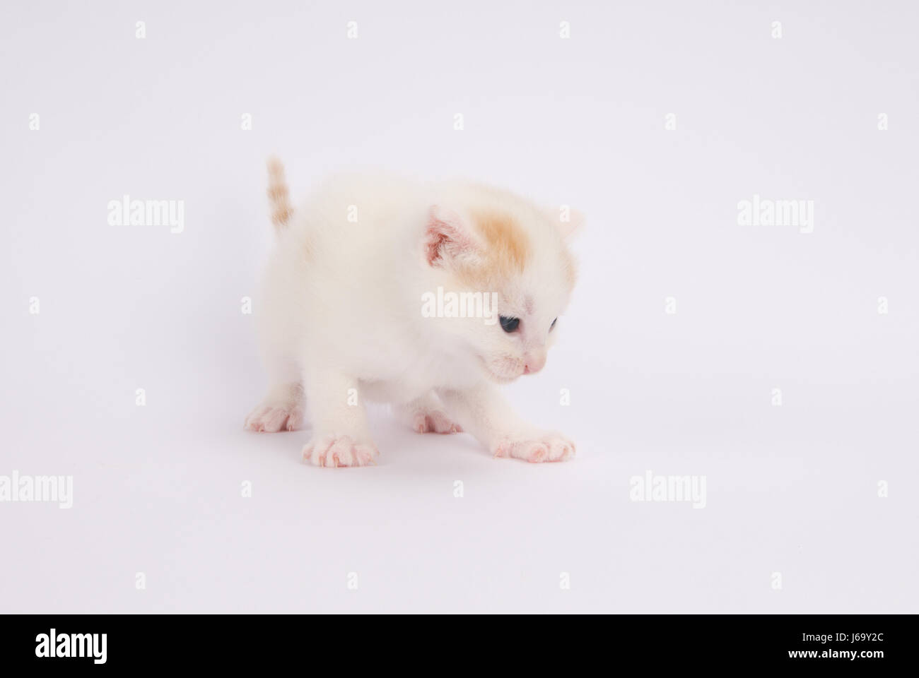 Les pattes de la peau à siffler chaton chatons chats yeux animal cat big cat feline Banque D'Images