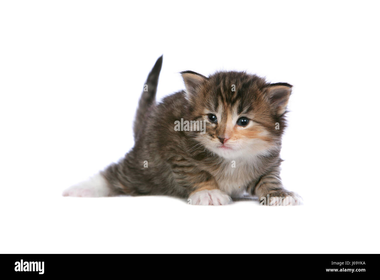 Norwegian Forest Baby Cat Banque De Photographies Et D Images A Haute Resolution Alamy Norwegian Forest Baby Cat Banque De Photographies Et D Images A Haute Resolution Alamy