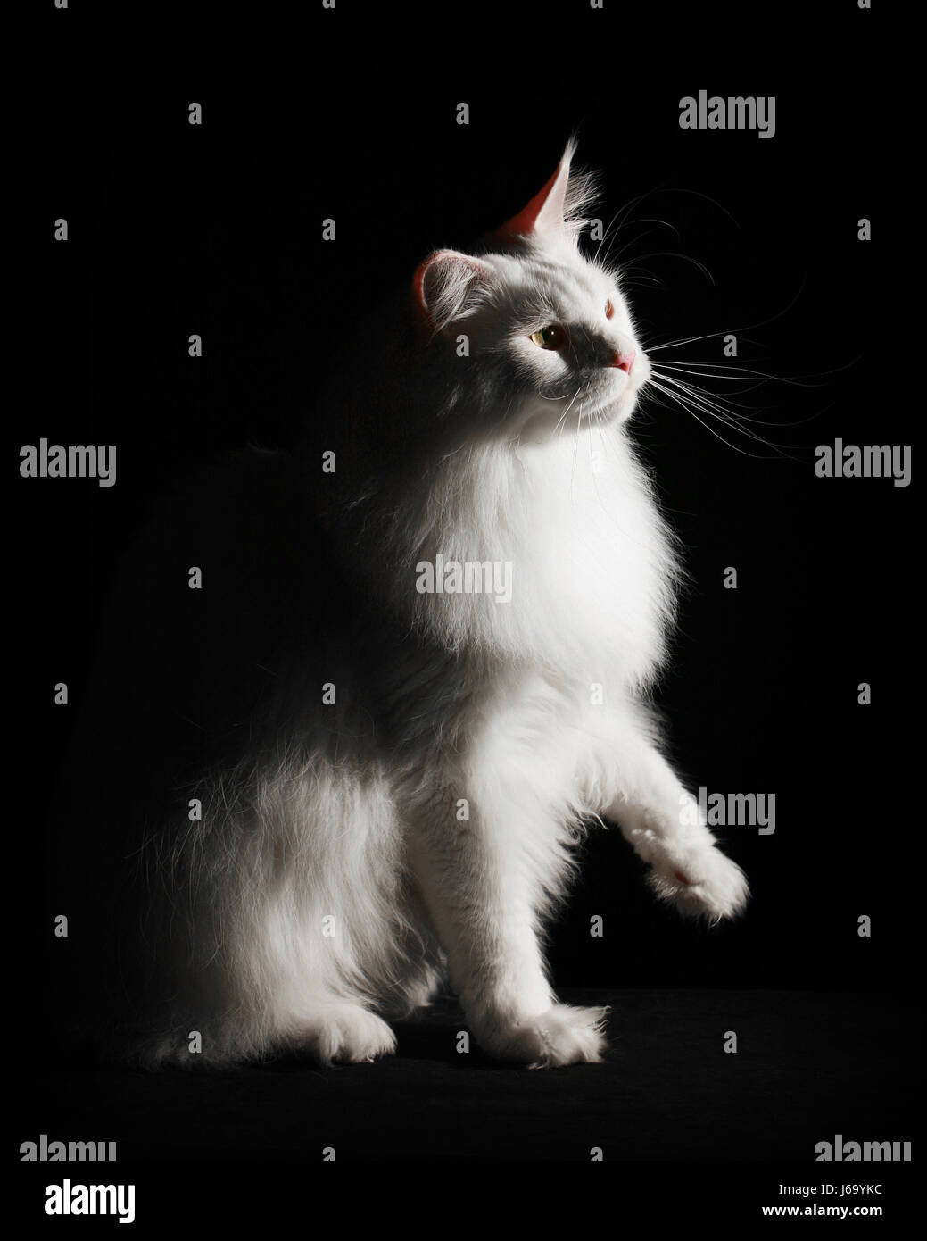 Jetblack basané noir contraste blanc noir profond yeux jetant un coup d'oeil les oreilles de chats Banque D'Images